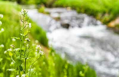 傳統文化中的生態智慧