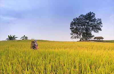 農業經濟管理信息化